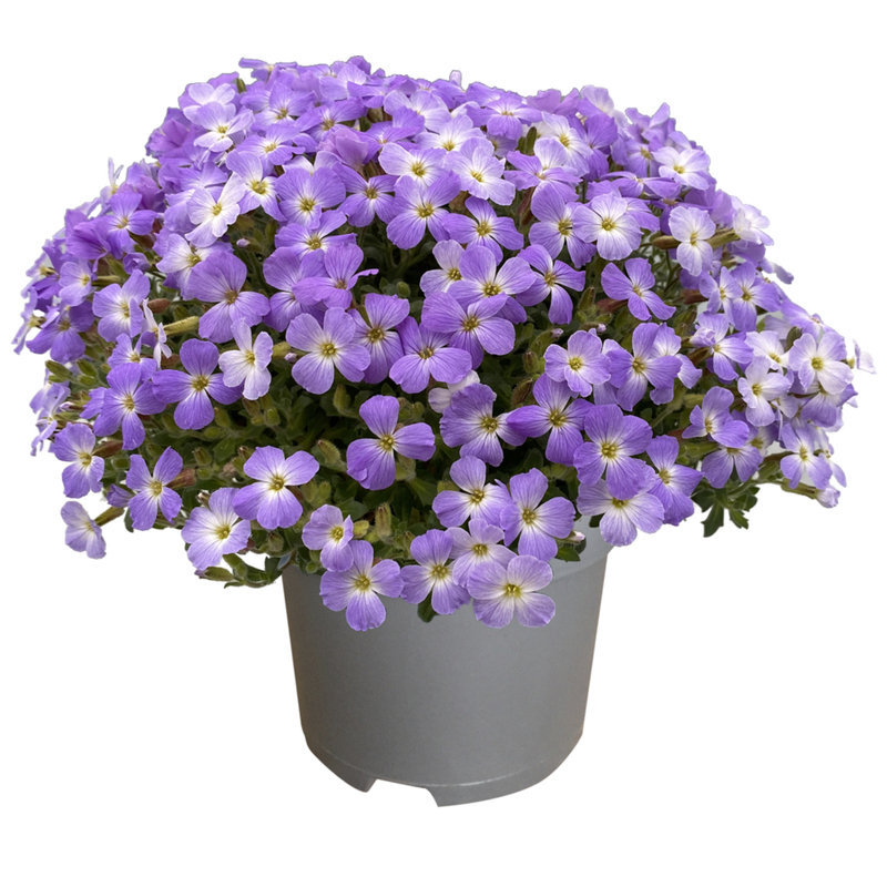 Обрієта regado Blue White Bicolour