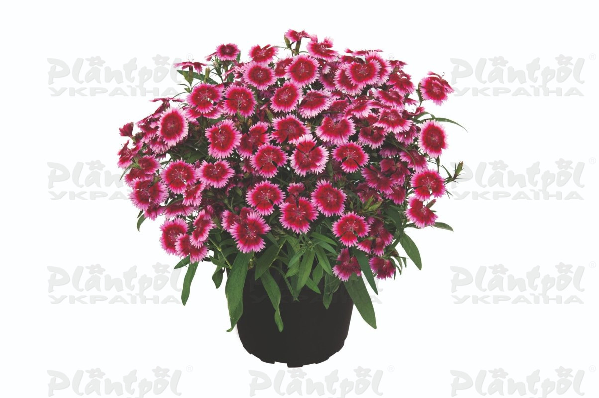 Гвоздика Summer Diamonds Little Dark Pink