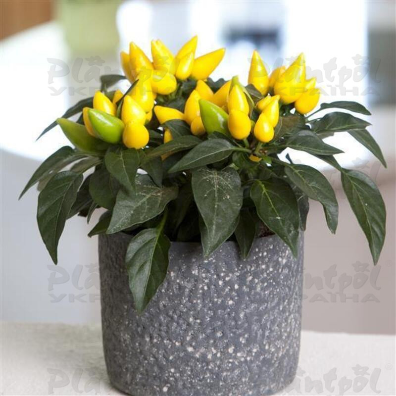 Капсікум annuum Salsa Yellow (288 палета/Florensis)