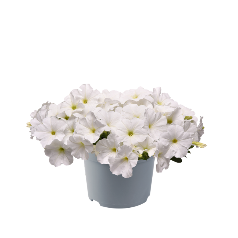 Петунія ампельна E3 Easy Wave™ F1 White (288 палета/Florensis)