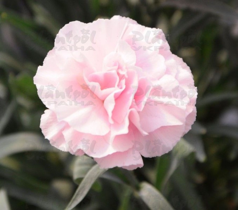 Гвоздика Dinamic Pink to White