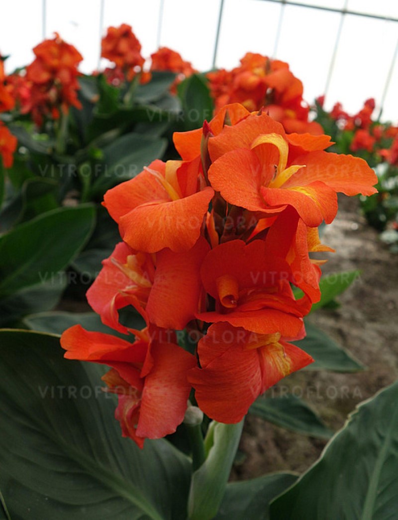 Канна CannaSun Olivia (Vitroflora)