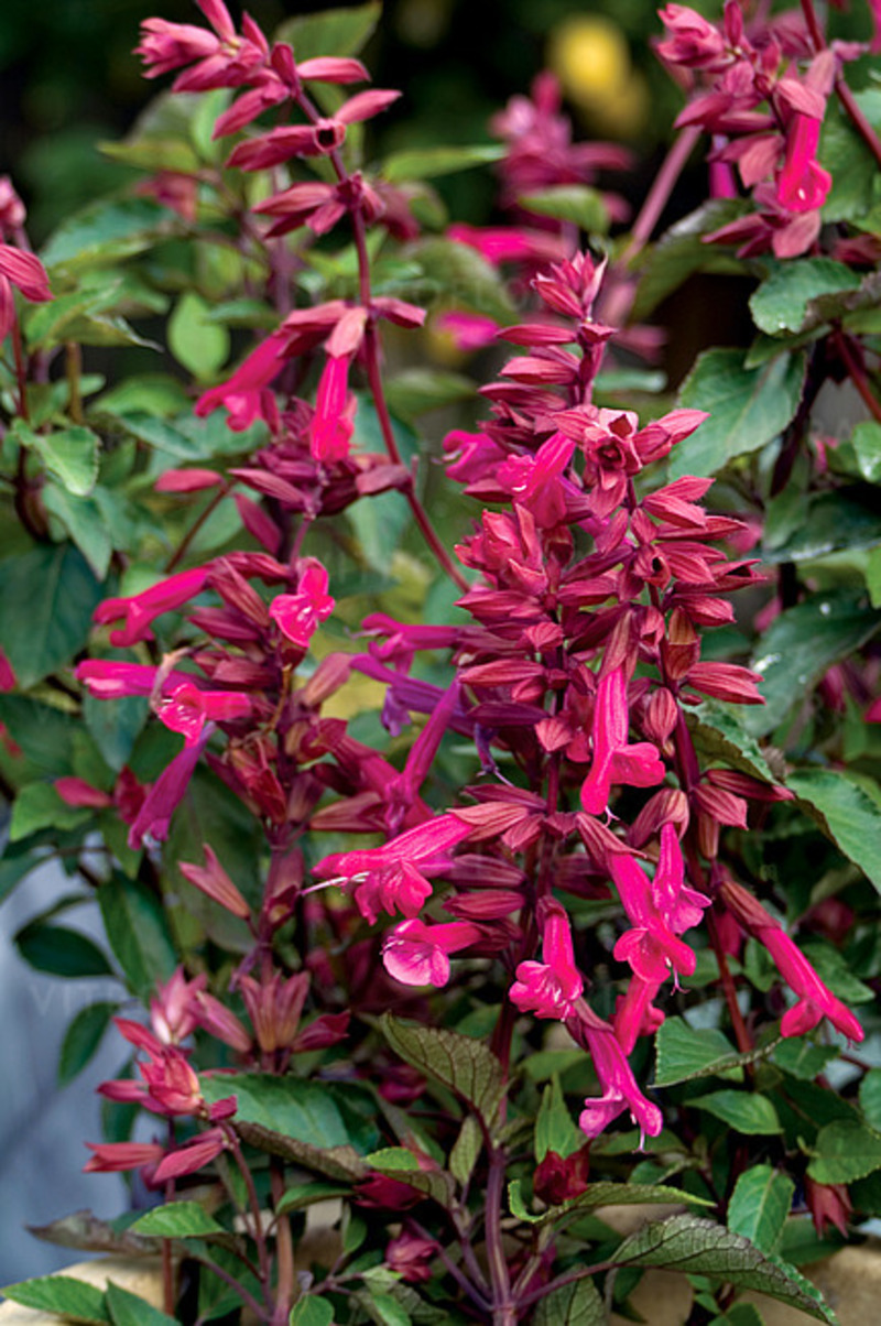Шавлія hybrida Wendy`s Wish