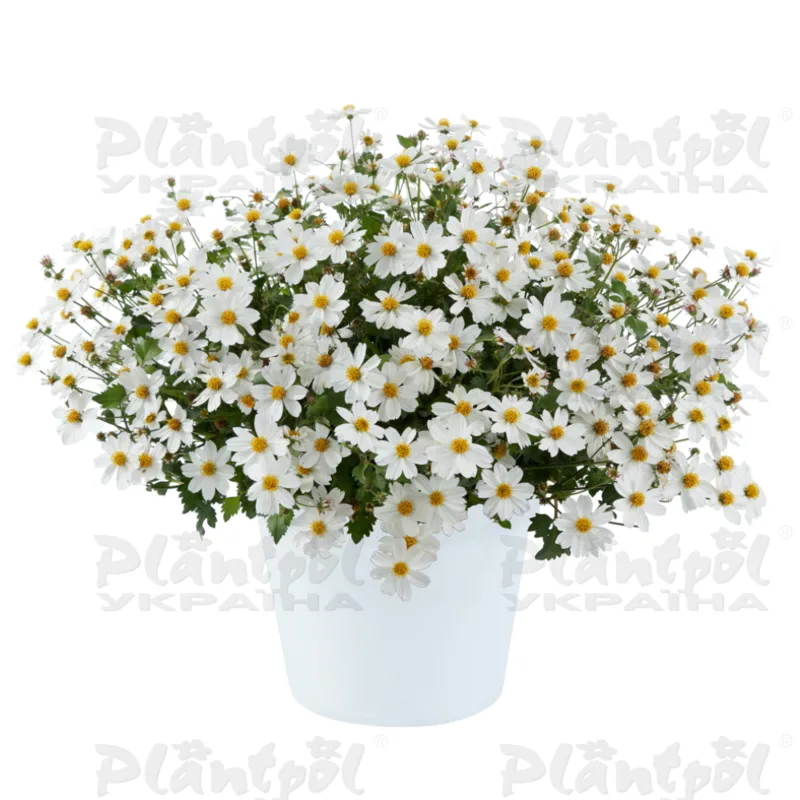 Біденс White Delight