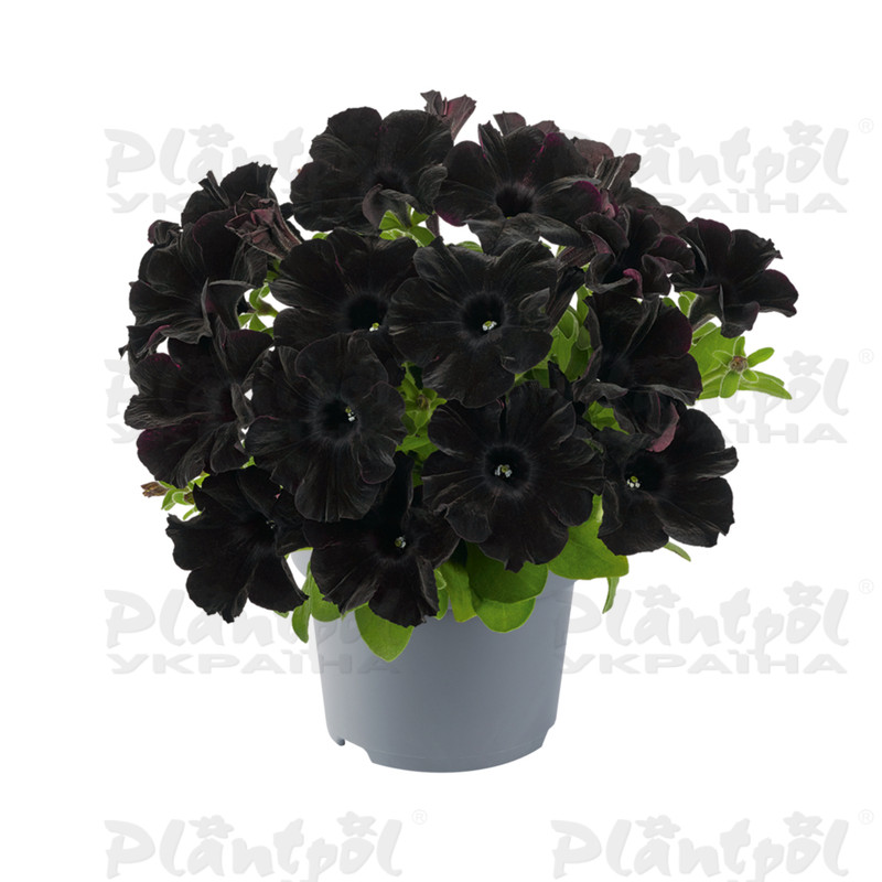 Петунія Go-Tunia Black