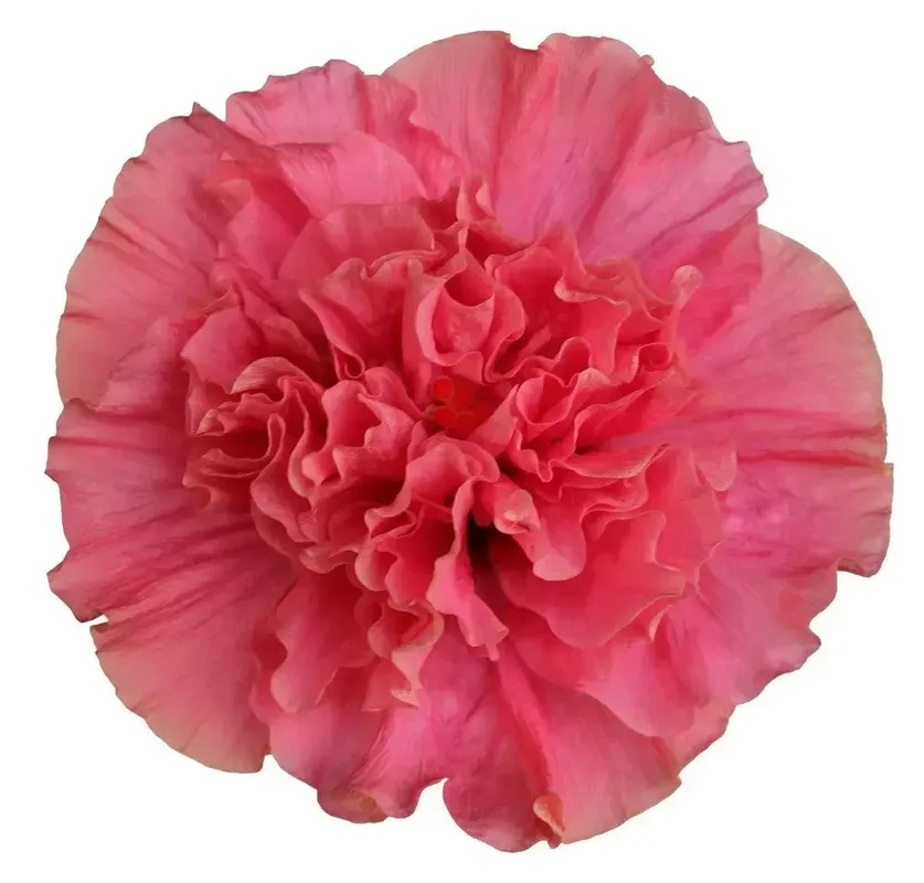 Гібіскус Adonicus Double Pink (напівпродукт)