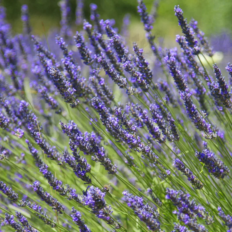 Лаванда Provence