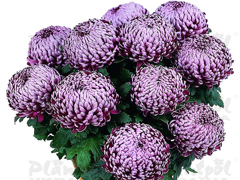 Хризантема великоквіткова горшкова Malabar Violet