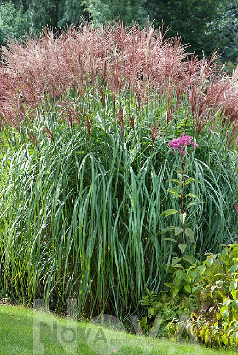Міскантус sinensis Grosse Fontane