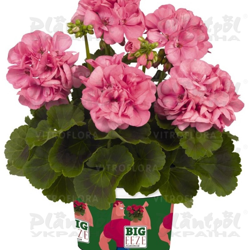 Пеларгонія зональна Big EEZE Pink