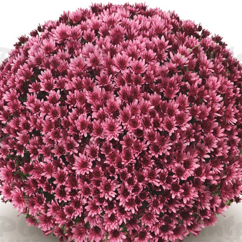 Хризантема дрібноквіткова горшкова Aduro Violet