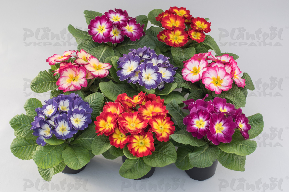 Примула vulgaris Unistar F1 Elcora Mix