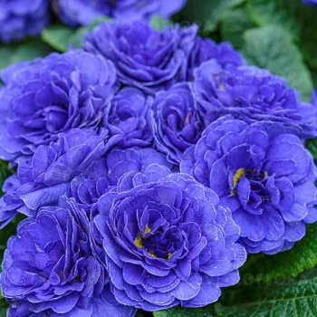 Фото 4