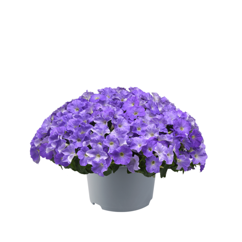 Петунія ампельна E3 Easy Wave™ F1 Sky Blue (288 палета/Florensis)