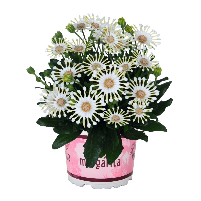 Oстеоспермум Margarita Cream Spoon (Vitroflora)