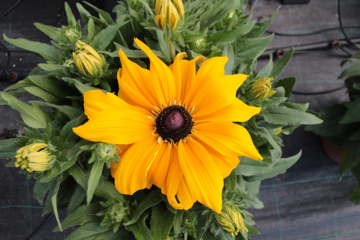 Рудбекія Sunbeckia Paulina (Vitroflora)