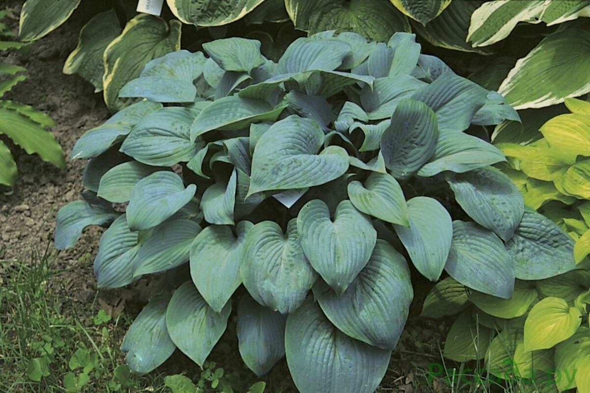 Хоста середньоросла Fragrant Blue (Vitroflora)