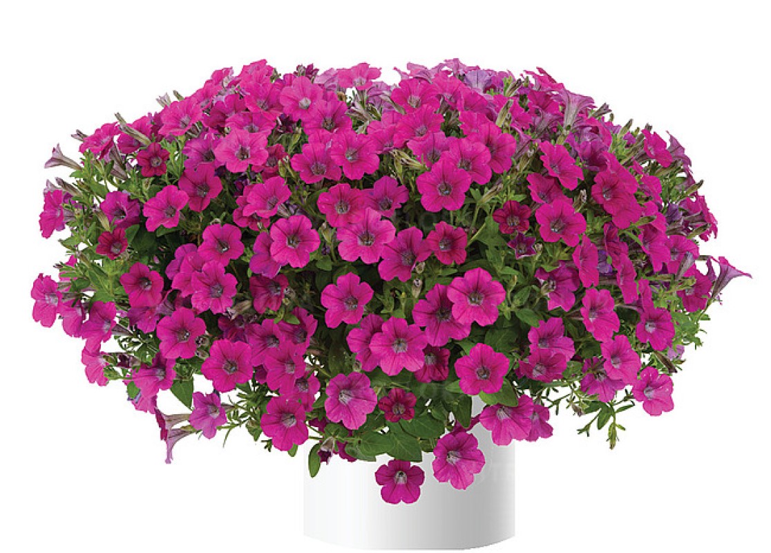Петунія Littletunia Rose