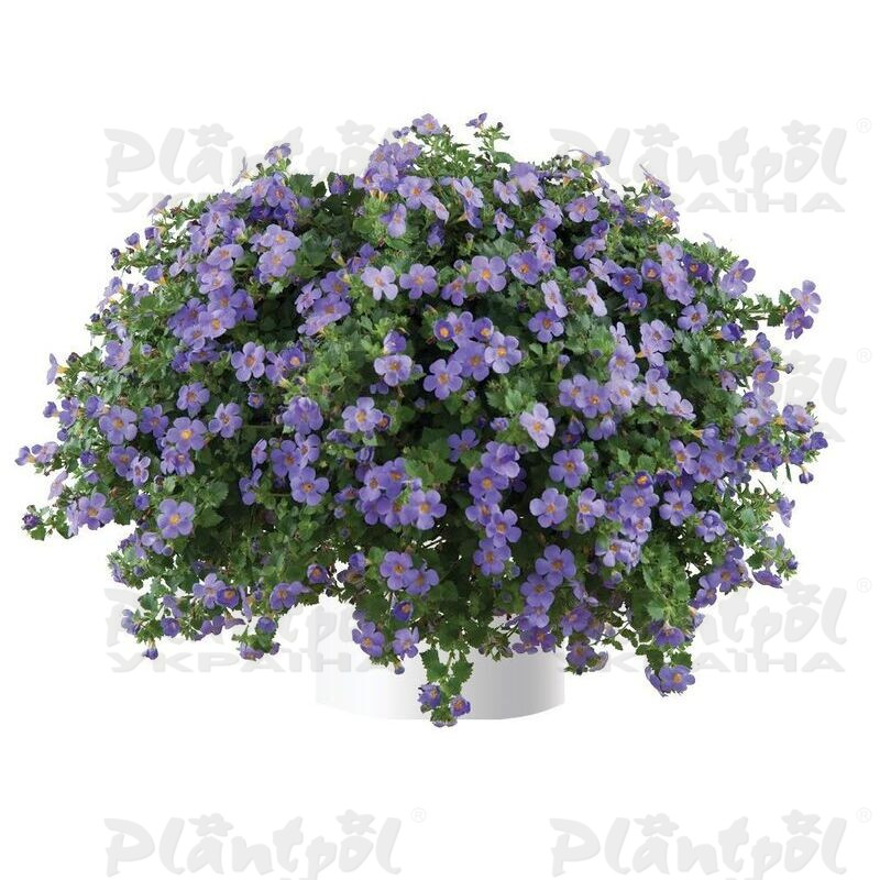 Бакопа Scopia Gulliver Blue