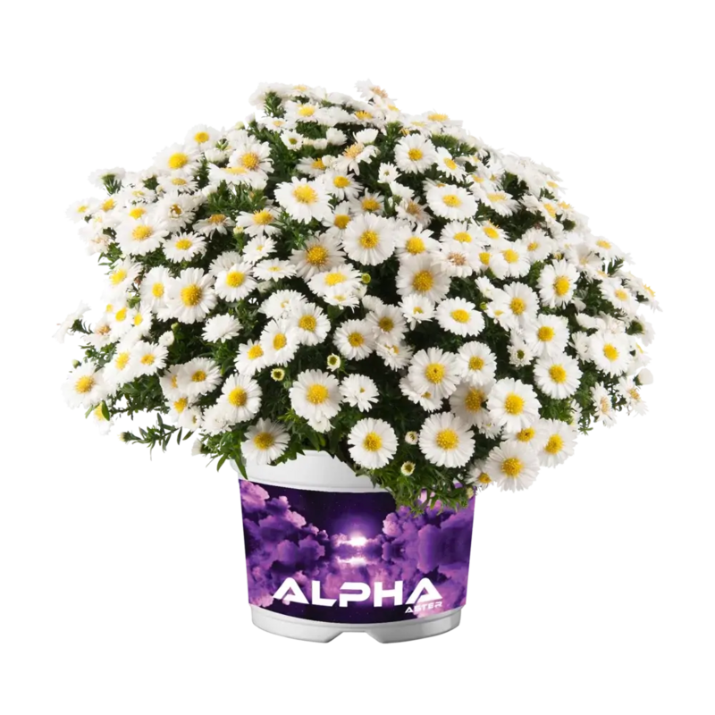 Айстра Alpha White