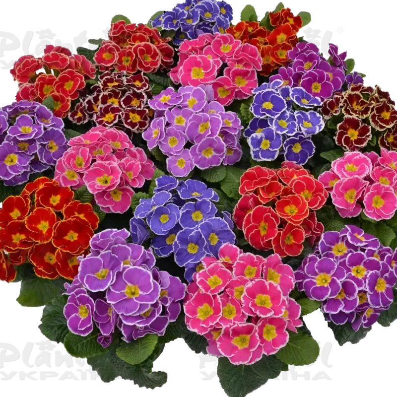 Фото 1