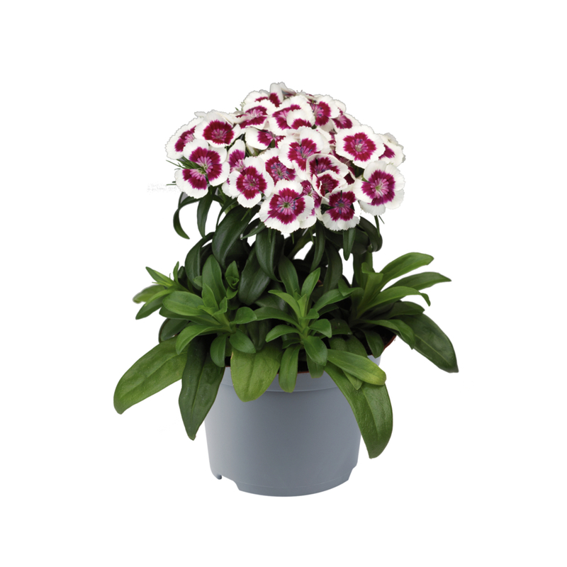 Гвоздика Barbarini® F1 Red Picotee (Florensis)