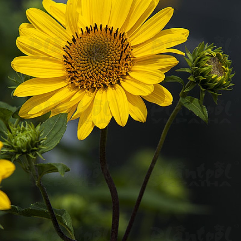 Геліантус Suncatcher Pure Gold