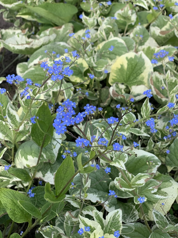 Бруннера Variegata (Vitroflora)