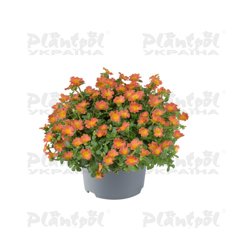 Портулак Pazzaz Nano Orange