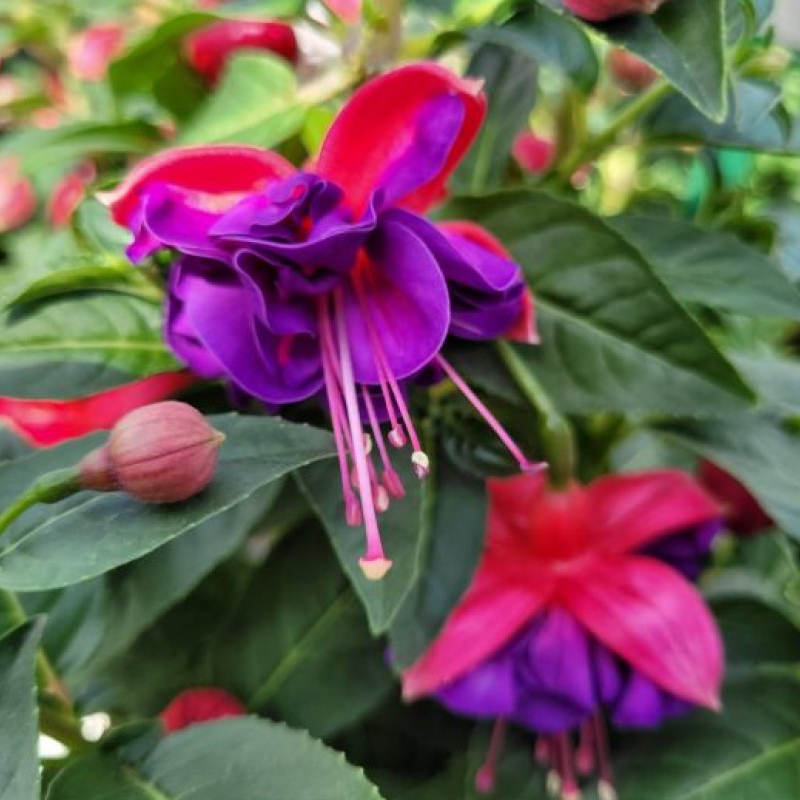 Фуксія Shadow Dancer Royal Ballet