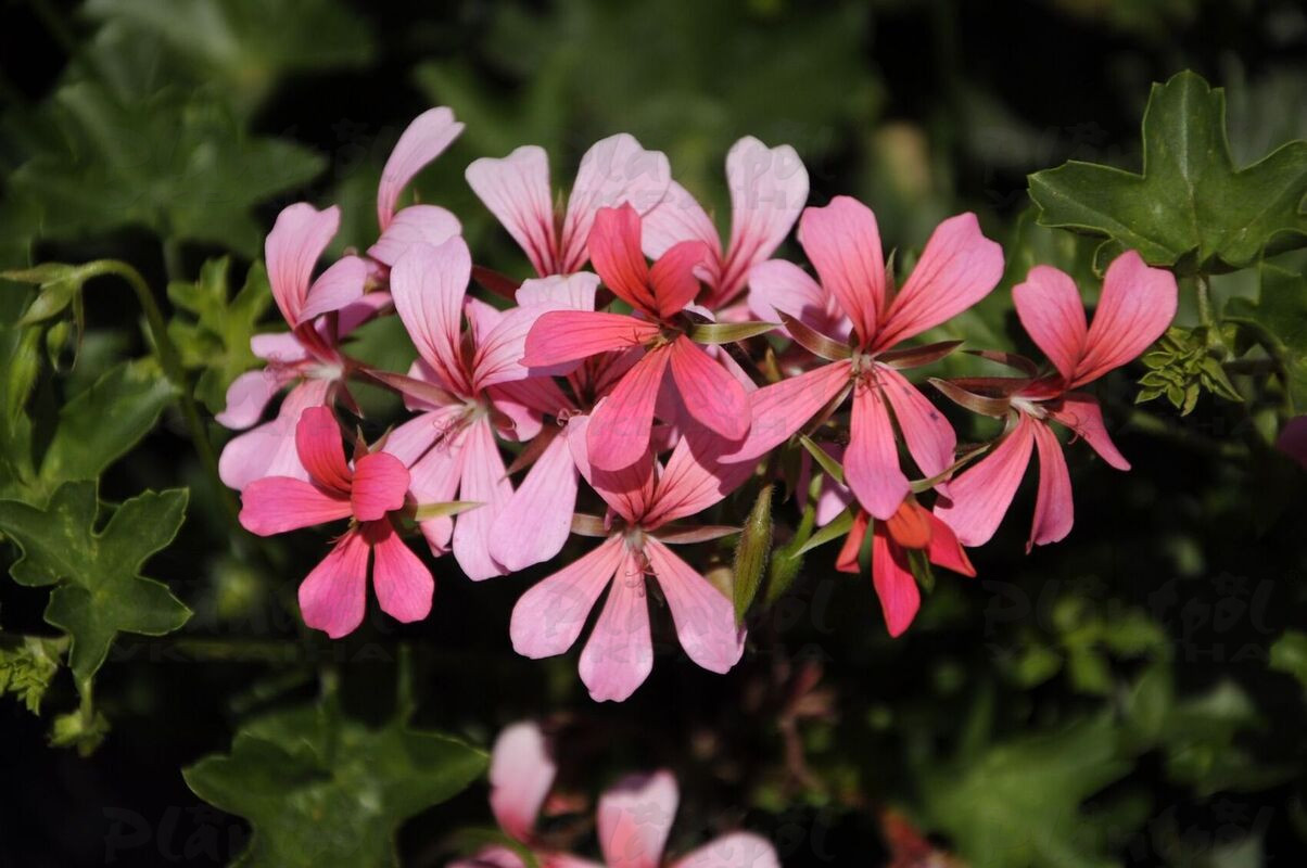 Пеларгонія ампельна Kaskadowa VDP Pink (Rose)