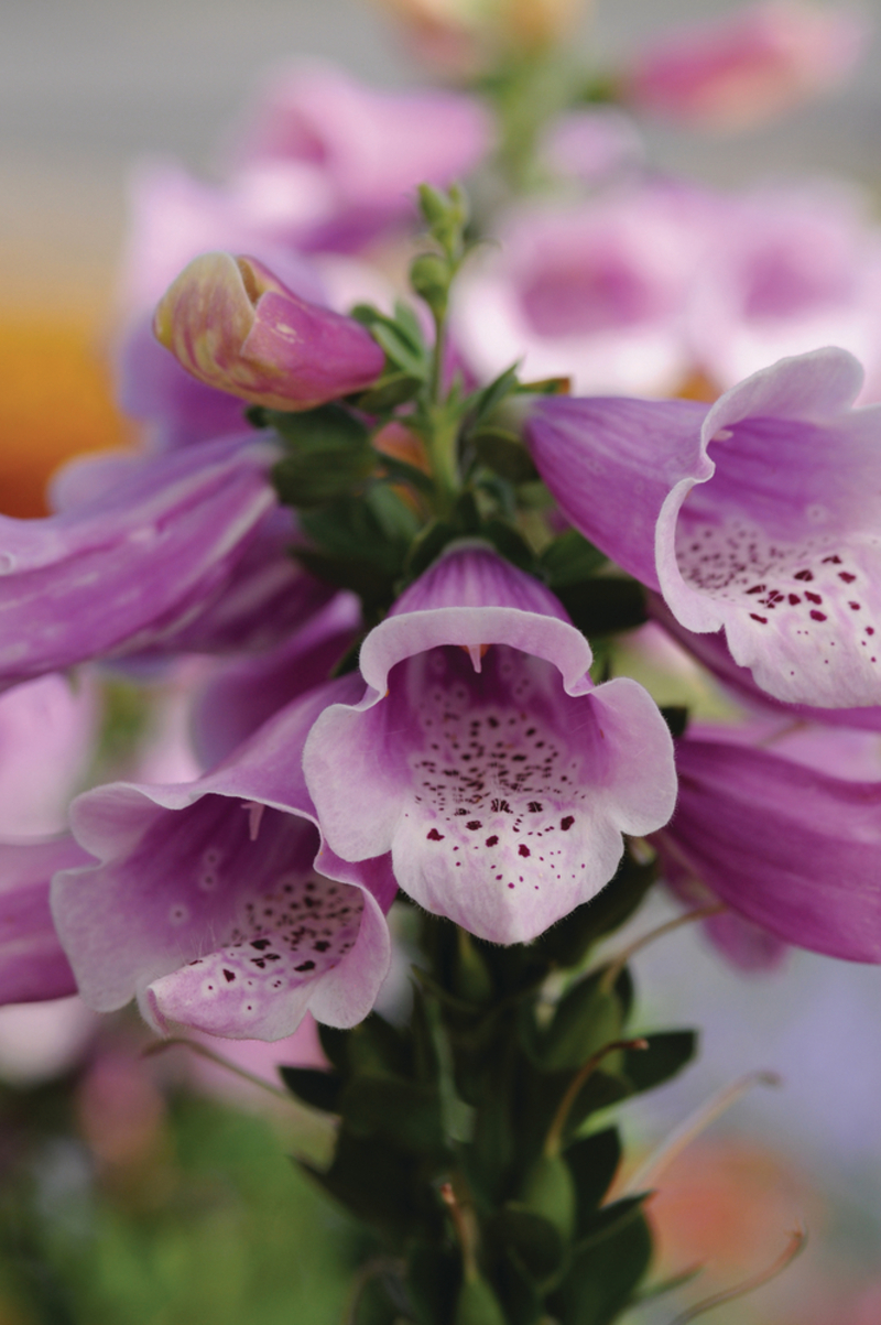 Дигіталіс Dalmatian F1 Rose (Florensis)