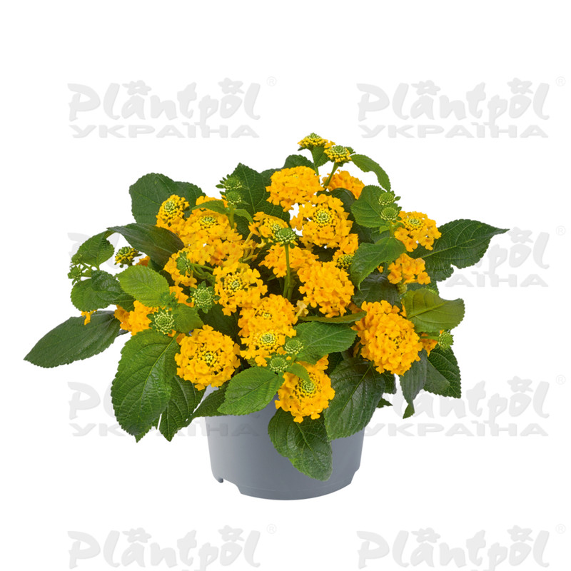 Лантана Lucky Pot of Gold (128 палета)