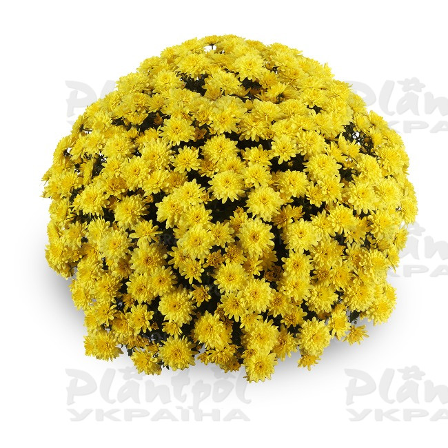 Хризантема дрібноквіткова горшкова Amadore Yellow (Vitroflora)