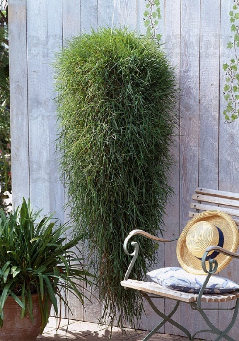 Агростіс Green Twist