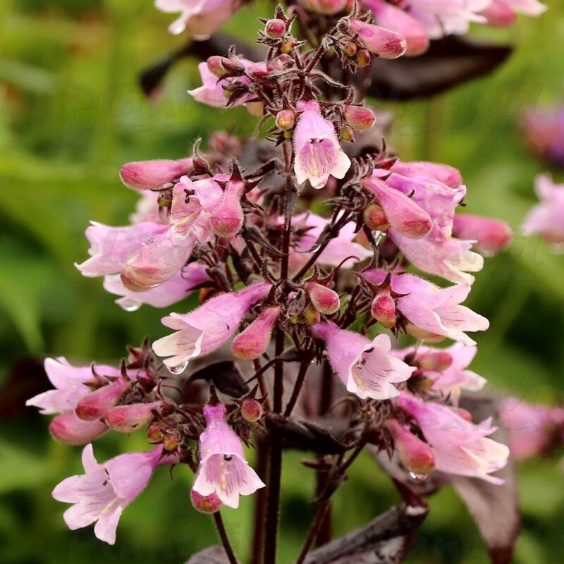 Пенстемон Dakota Burgundy (Plantpol)
