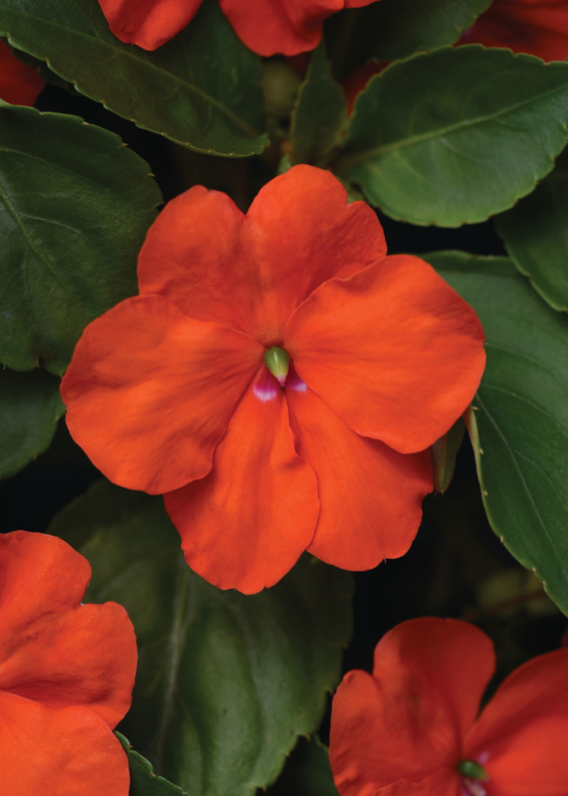 Імпатієнс walleriana Beacon Orange (288 палета/Florensis)