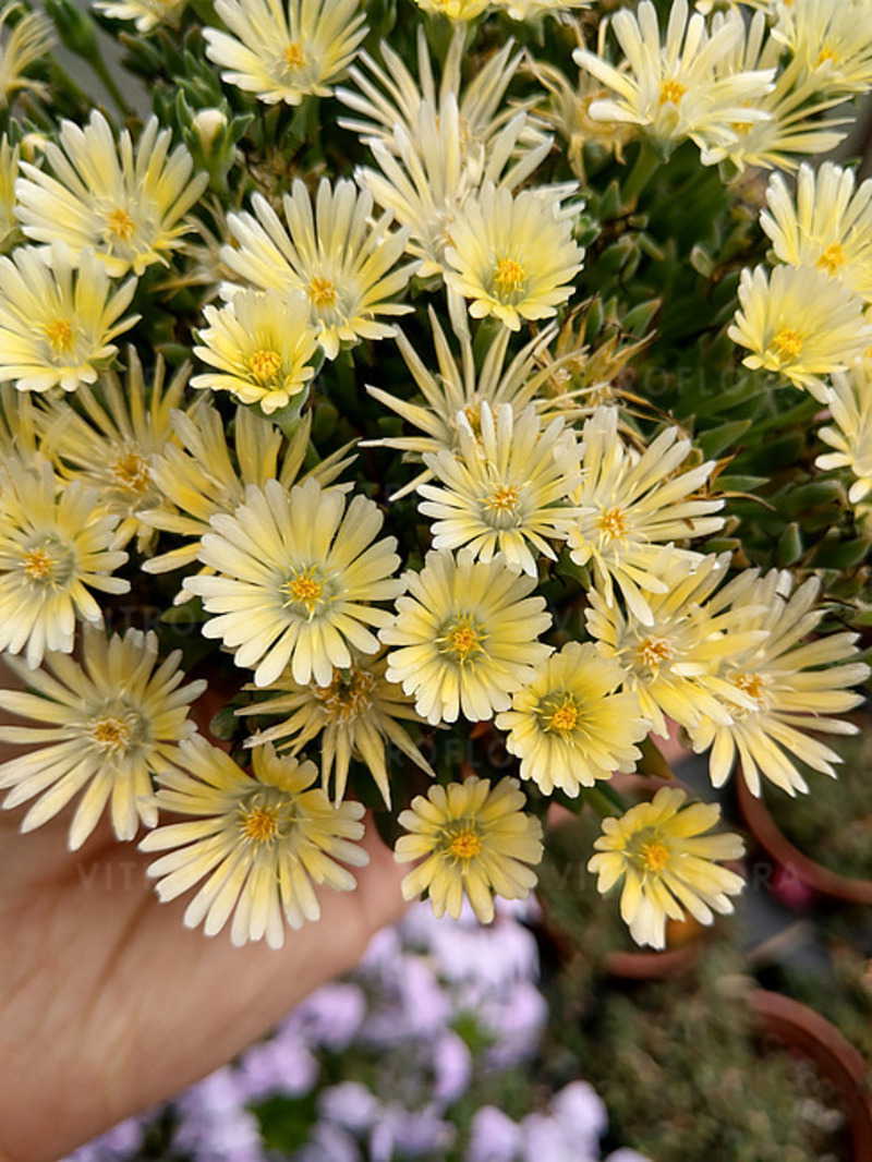 Делосперма Sundella Lime (Vitroflora)