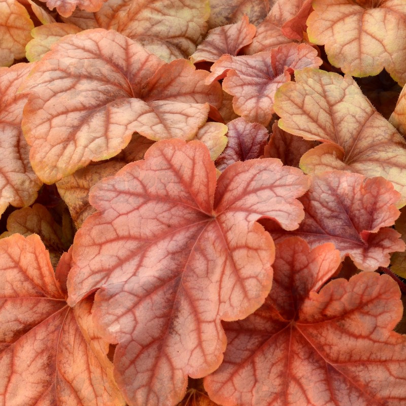 Гейхерела Copper Cascade