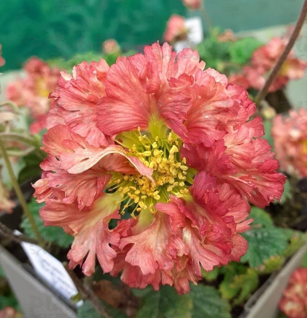 Гравілат Bohema Pink (84 палета)