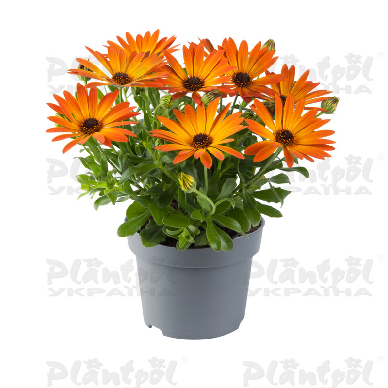 Остеоспермум Dalina Orange