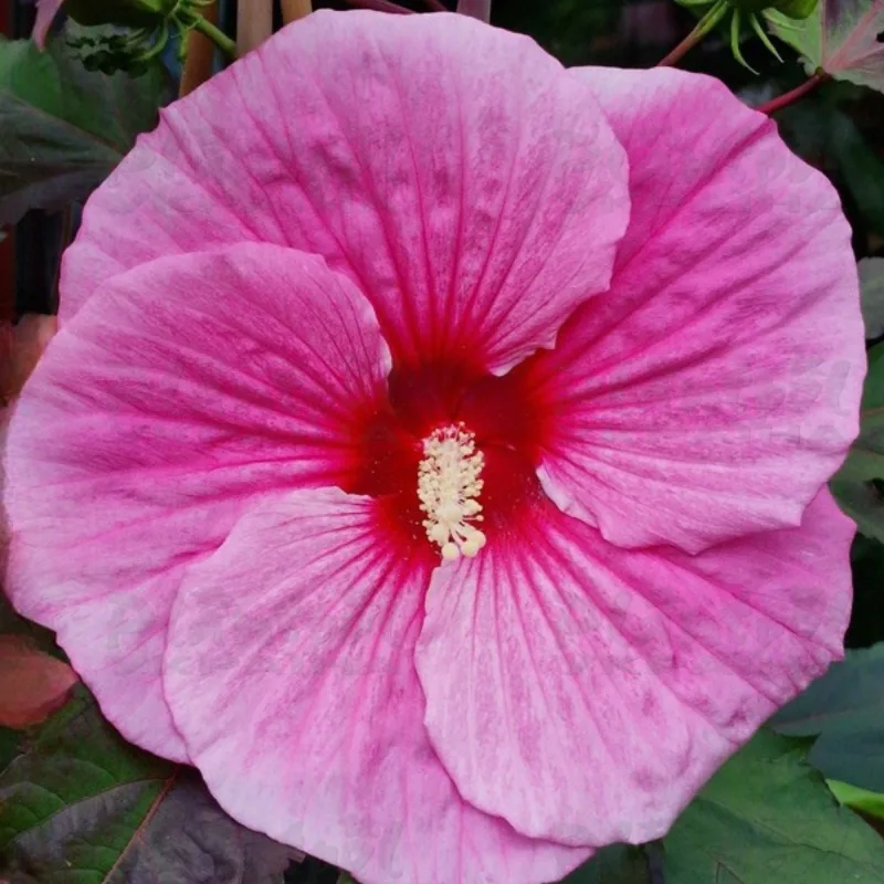 Фото 1