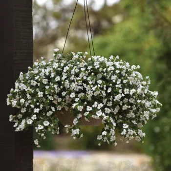 БАКОПА/BACOPA