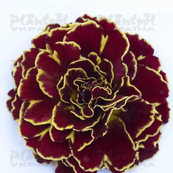 Фото 2