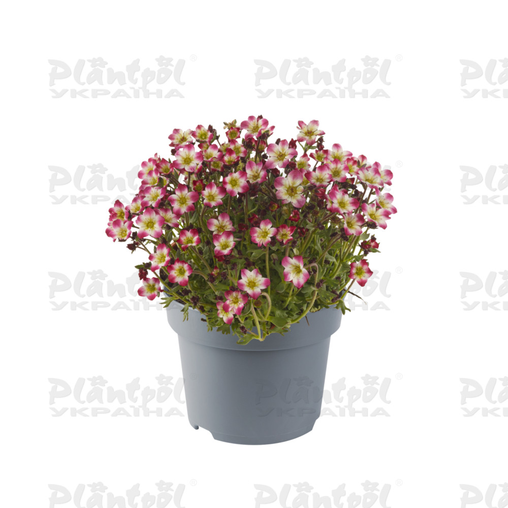 Саксіфрага Marto Picotee Red (Florensis)