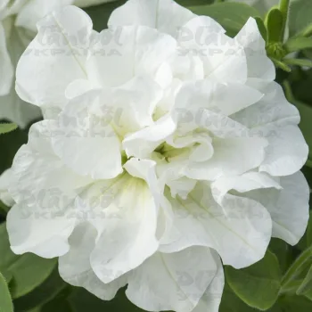 Фото 3