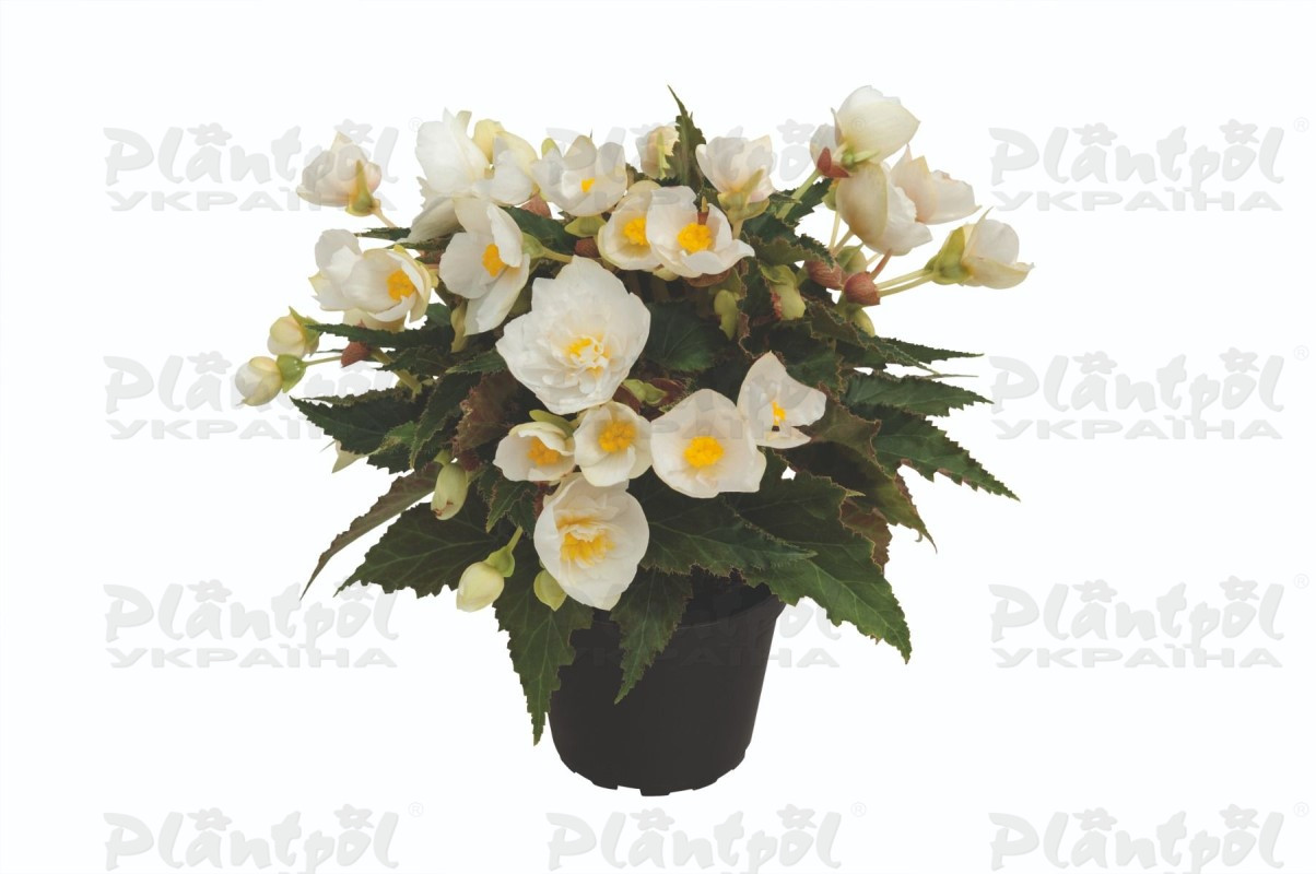 Бегонія Bellissa White