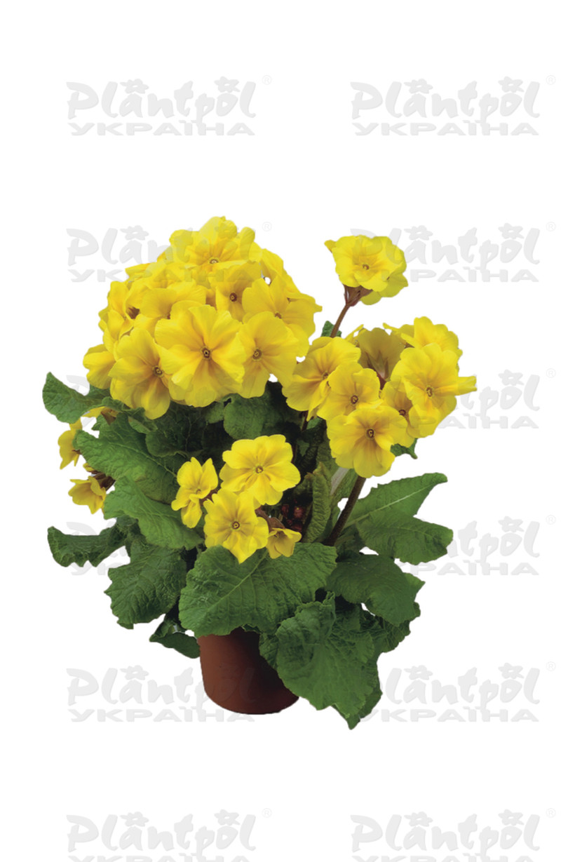 Примула vulgaris Stella F1 Golden Yellow