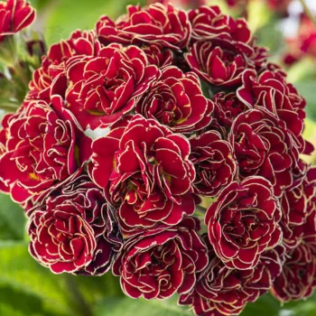 Фото 2