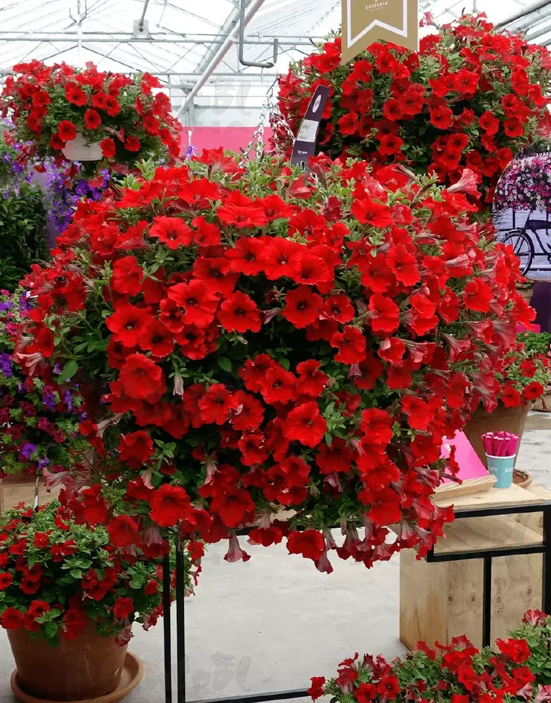 Петунія Table Dark Red